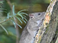 Rattus norvegicus 10, Bruine rat, Saxifraga-Luuk Vermeer