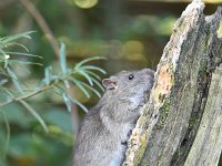 Rattus norvegicus 11, Bruine rat, Saxifraga-Luuk Vermeer