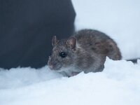 Rattus norvegicus 19, Bruine rat-Saxifraga-Luc Hoogenstein