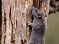 Rattus norvegicus 2, Bruine rat, Saxifraga-Bart Vastenhouw