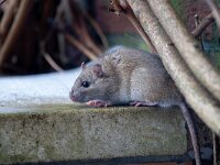 Rattus norvegicus 20, Bruine rat-Saxifraga-Luc Hoogenstein