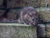 Rattus norvegicus 24, Bruine rat-Saxifraga-Luc Hoogenstein