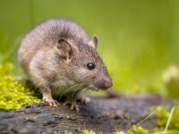 Brown rat in grass on river bank  Brown rat (Rattus norvegicus) walking in grass on bank at night. Netherlands. Wildlife in nature of Europe. : Rattus norvegicus, adorable, animal, anxiety, background, brown, brown rat, closeup, common rat, cute, dark, darkness, disgusting, drinking, environment, europe, european, fauna, fear, field, fur, grass, head, infestation, jump, looking, mammal, mouse, natural, nature, night, norway rat, norwegian rat, omnivore, one, pest, pest control, pet, rat, rodent, rodents, salmonellae, slew, small, tail, water, wild, wild colored, wildlife