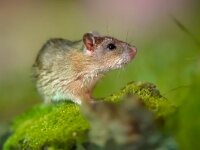 Brown rat in grass on river bank  Brown rat (Rattus norvegicus) walking in grass on bank at night. Netherlands. Wildlife in nature of Europe. : Rattus norvegicus, adorable, animal, anxiety, background, brown, brown rat, closeup, common rat, cute, dark, darkness, disgusting, drinking, environment, europe, european, fauna, fear, field, fur, grass, head, infestation, jump, looking, mammal, mouse, natural, nature, night, norway rat, norwegian rat, omnivore, one, pest, pest control, pet, rat, rodent, rodents, salmonellae, slew, small, tail, water, wild, wild colored, wildlife