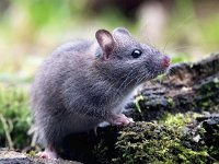 Rattus norvegicus 5, Bruine rat, Saxifraga-Bart Vastenhouw
