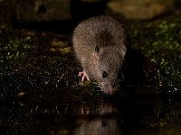 Rattus norvegicus 6, Bruine rat, Saxifraga-Bart Vastenhouw