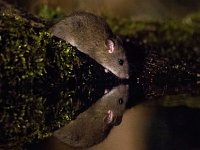 Rattus norvegicus 7, Bruine rat, Saxifraga-Bart Vastenhouw