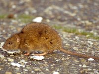 Rattus norvegicus 8, Bruine rat, Saxifraga-Peter Meininger