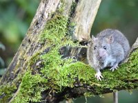 Rattus norvegicus 9, Bruine rat, Saxifraga-Luuk Vermeer