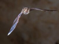 Greater horseshoe bat flying  Greater horseshoe bat (Rhinolophus ferrumequinum) flying inside colony cave in Spanish Pyrenees, Aragon, Spain. April. : Greater, Spanish, action, animal, background, bat, biology, black, brown, cave, closeup, colony, conservation, dark, darkness, darness, down, ear, ecosystem, face, ferrumequinum, flight, fly, flying, foraging, france, habitat, hibernation, high speed, horseshoe, limestone, long-eared, mammal, membranes, nature, night, nocturnal, photography, premolar, pyrenees, rhinolophus, rock, spain, underground, wild, wilderness, wildlife, wing, wings