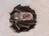 Greater horseshoe bat hanging folded  Greater horseshoe bat (Rhinolophus ferrumequinum) sleeping with folded wings and hanging on ceiling of cave in Spanish Pyrenees, Aragon, Spain. April. : Greater, Spanish, animal, background, bat, biology, black, brown, cave, closeup, colony, conservation, dark, darkness, down, ear, ecosystem, face, ferrumequinum, flying, fold, folded, habitat, hanging, hibernation, horseshoe, limestone, long-eared, mammal, membranes, nature, nocturnal, premolar, pyrenees, resting, rhinolophus, rock, sleep, sleeping, spain, underground, upside, upside-down, wild, wilderness, wildlife, wing, wings