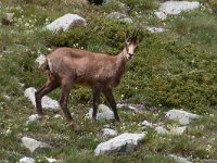 Rupicapra rupicapra balcanica 17, Saxifraga-Harry Jans : Animals