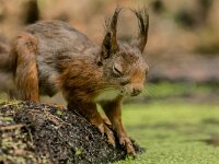 Sciurus vulgaris 191, Eekhoorn, adult, Putte (B), Saxifraga-Theo Verstrael