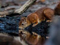 Sciurus vulgaris 194, Eekhoorn, adult, Putte (B), Saxifraga-Theo Verstrael
