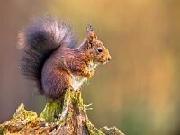 Red squirrel eating rom forelegs  Red squirrel (Sciurus vulgaris) on tree trunk while animal is eating seeds from forelegs : Eurasian, Netherlands, adorable, animal, austria, background, britain, british, brown, close, close-up, closeup, curious, cute, europe, eye, face, fluffy, france, funny, furry, germany, green, happy, head, isolated, italy, looking, mammal, nature, one, portrait, red, rodent, scandinavia, sciurus, scotland, shot, spain, squirrel, studio, switzerland, tail, uk, up, vulgaris, white, wild, wildlife