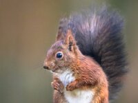 Red squirrel on branch  Red squirrel (Sciurus vulgaris) sitting on hind legs on branch while animal is looking at camera : Eurasian, adorable, animal, animals, autumn, background, beautiful, beauty, branch, brown, close, creature, curious, cute, eat, europe, fall, fluffy, funny, fur, furry, green, habitat, hair, happy, isolated, joy, life, looking, mammal, natural, nature, nut, one, outdoor, portrait, pretty, red, rodent, sciurus, small, squirrel, standing, summer, tail, up, whisker, white, wild, wildlife