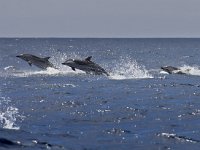 Stenella coeruleoalba 1, Gestreepte dolfijn, Saxifraga-Rik Kruit