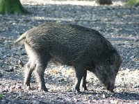 Sus scrofa 16, Wild zwijn, Saxifraga-Adrie Bakx