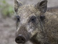 Sus scrofa 18, Wild zwijn, Saxifraga-Mark Zekhuis