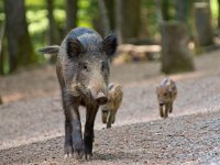 Wild boar with young  Wild boar with young (Sus scrofa) in natural forest habitat : Netherlands, animal, background, boar, bristles, brown, clearing, close up, closeup, colorful, creature, cute, dutch, ear, environment, eye, face, fauna, fear, forest, frosty, fur, grass, green, hair, head, hog, hunt, light, look, male, mammal, natural, nature, omnivores, opening, outdoor, outside, pig, portrait, snout, species, spring, stock, sus scrofa, thicket, tusk, tusker, wild, wild-hog, wildlife, wood