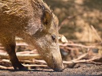 Wild boar female  Female Wild Boar (Sus scrofa) Looking for Food : Netherlands, animal, boar, brown, charge, cold, dangerous, dark, ecology, essen, fell, female, forest, fur, hardy, holland, hunted, mammal, natural, nature, pig, running, snout, spring, summer, sus scrofa, teeth, wild, wildlife