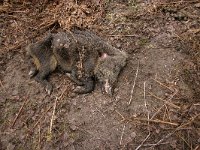 Sus scrofa 29, Wild zwijn, Saxifraga-Jelmer Reyntjes : Sus, Sus scrofa, circle-of-life, dood, everzwijn, fauna, kadaver, scrofa, varens, varken, veluwe, veluwezoom, wild zwijn, zoogdier, zwijn