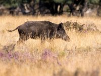 Sus scrofa 32, Wild zwijn, Saxifraga-Bart Vastenhouw