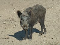 Sus scrofa 4, Wild zwijn, Saxifraga-Jan van der Straaten