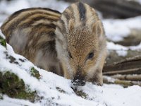 Sus scrofa 48, Wild zwijn, Saxifraga-Luuk Vermeer