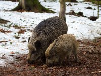 Sus scrofa 9, Wild zwijn, Saxifraga-Jan Nijendijk