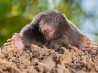 Wild Mole (Talpa europaea) in Natural Environment on a Molehill  The European mole or Common Mole is a mammal of the order Soricomorpha : animal, background, black, blind, brown, closeup, cute, dangerous, dig, digger, environment, europaea, europe, european, excavate, face, fauna, field, front, fur, grass, green, ground, habitat, insectivore, landscape, macro, mammal, mole, molehill, mound, mouse, natural, nature, nose, outdoor, pest, portrait, raised, rodent, shovel, shuffles, small, sniff, snout, talpa, underground, wild, wildlife