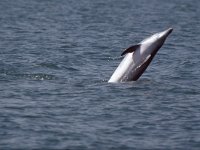 Tursiops truncatus 1, Tuimelaar, Saxifraga-Janus Verkerk