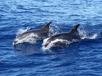 Tursiops truncatus 11, Tuimelaar, Saxifraga-Henk Baptist