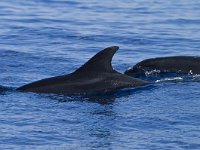 Tursiops truncatus 5, Tuimelaar, Saxifraga-Rik Kruit