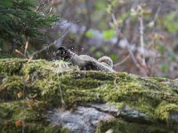 Ursus arctos 20, Bruine beer, Saxifraga-Martin Mollet