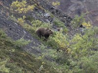 Ursus arctos 21, Bruine beer, Saxifraga-Martin Mollet