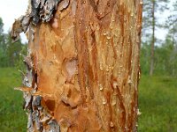 Ursus arctos 68, Bruine beer, Saxifraga-Hans Grotenhuis