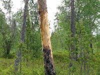 Ursus arctos 69, Bruine beer, Saxifraga-Hans Grotenhuis