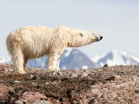 Ursus maritimus 15, IJsbeer, Saxifraga-Bart Vastenhouw