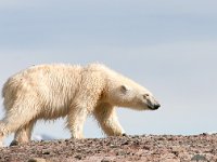 Ursus maritimus 21, IJsbeer, Saxifraga-Bart Vastenhouw