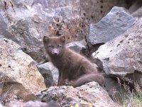 Vulpes lagopus 4, Poolvos, Saxifraga-Janus Verkerk