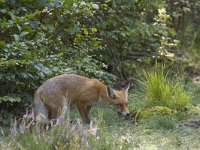 Vulpes vulpes, Red Fox