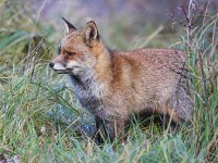 Vulpes vulpes 101, Vos, Saxifraga-Bart Vastenhouw