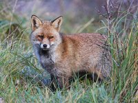 Vulpes vulpes 102, Vos, Saxifraga-Bart Vastenhouw