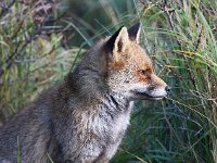 Vulpes vulpes 105, Vos, Saxifraga-Bart Vastenhouw