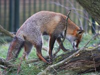 Vulpes vulpes 109, Vos, Saxifraga-Bart Vastenhouw