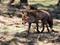 Vulpes vulpes 111, Vos, Saxifraga-Bart Vastenhouw