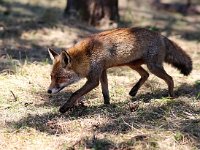 Vulpes vulpes 113, Vos, Saxifraga-Bart Vastenhouw