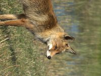 Vulpes vulpes 123, adult, Vos, Saxifraga-Theo Verstrael