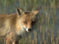 Vulpes vulpes 124, adult, Vos, Saxifraga-Theo Verstrael